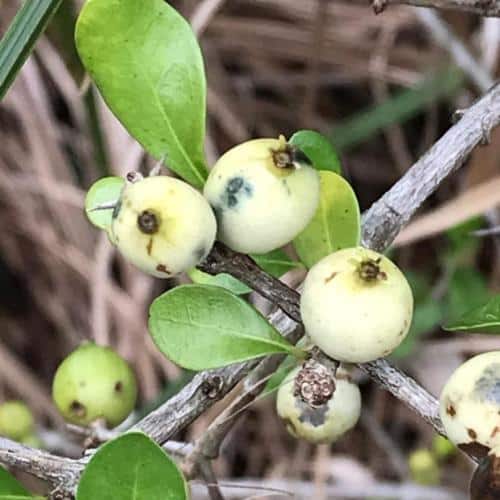 white indigo berry berries