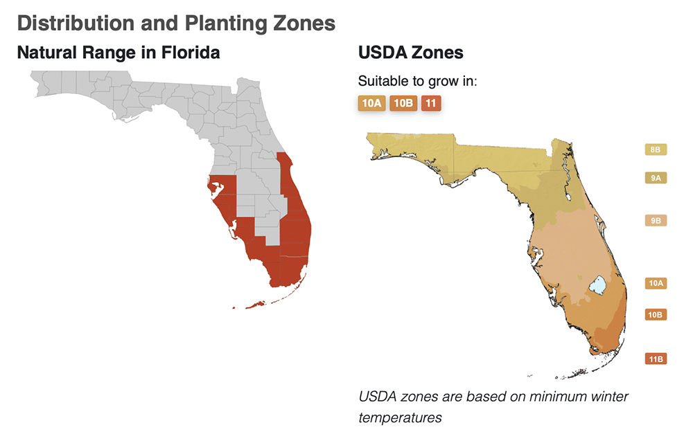 White indigo berry native distribution and USDA zones in Florida