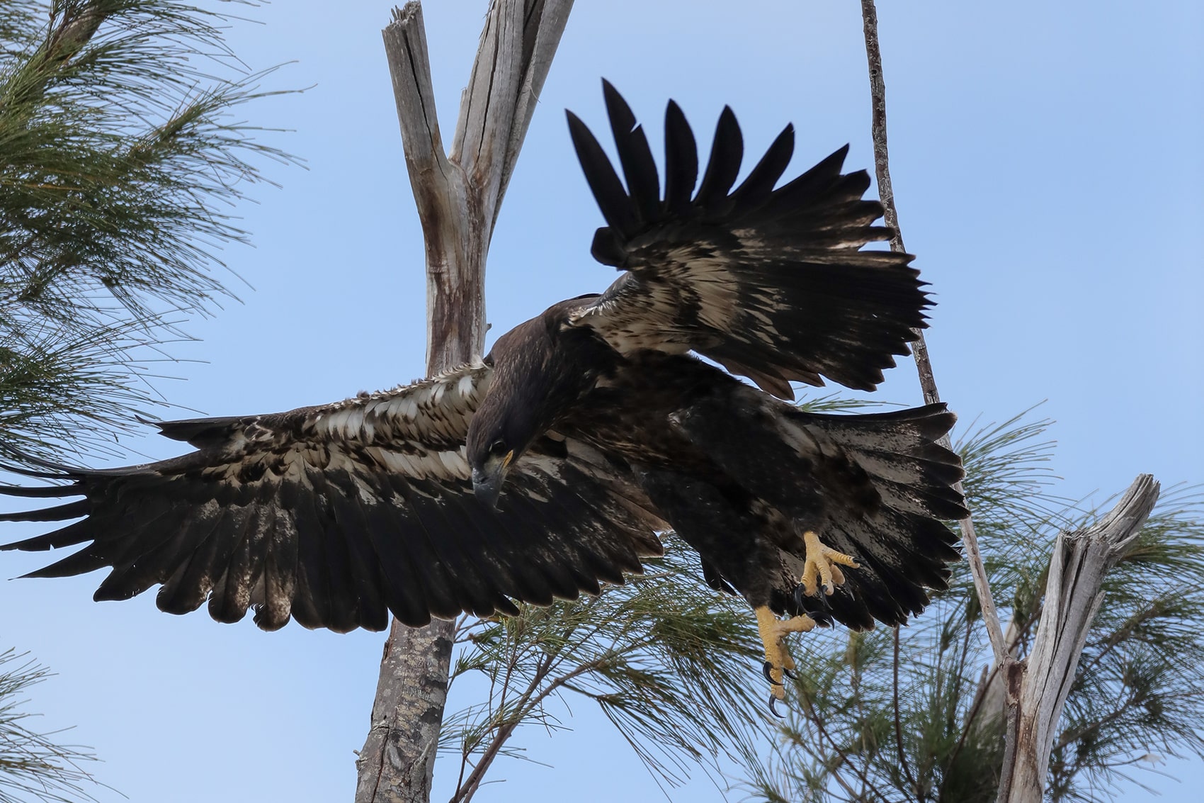 Photo by Cheri Hollis