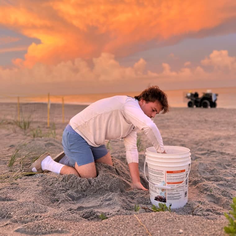 captiva nest relocation sea turtles