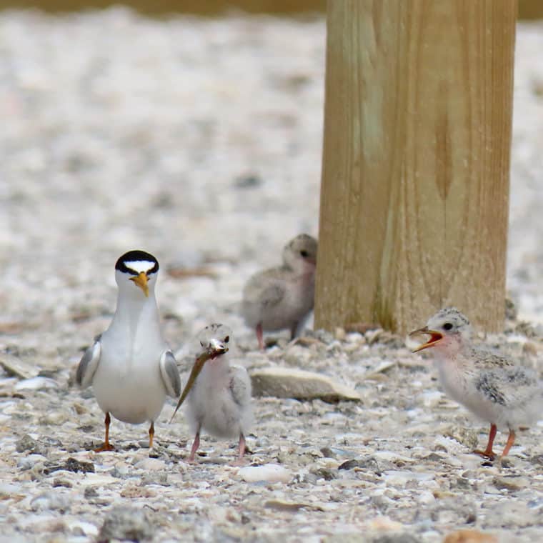 least tern adult with chicks