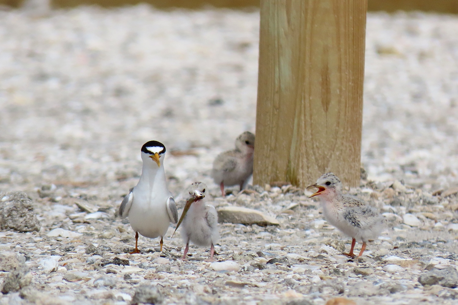 least tern adult with chicks