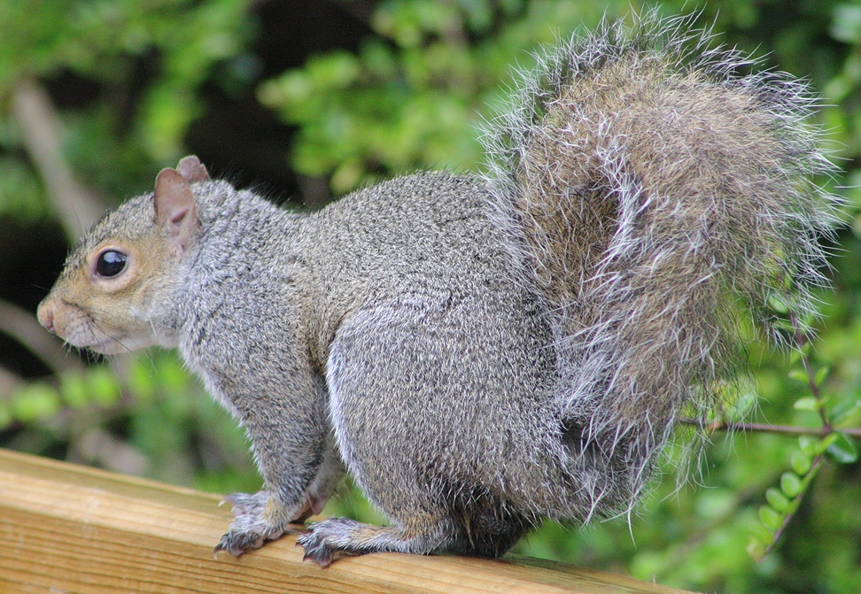 Squirrel By Leon Van Der Noll