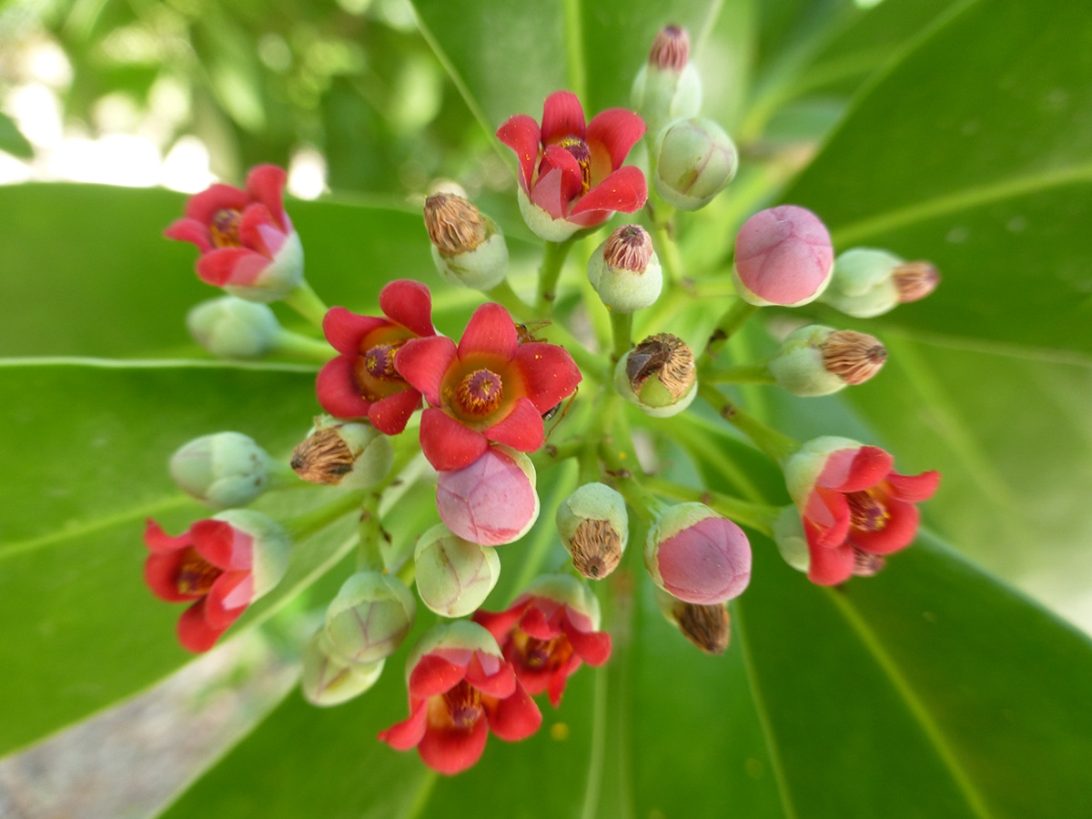 cinnamon bark sccf sanibel native landscapes and garden center