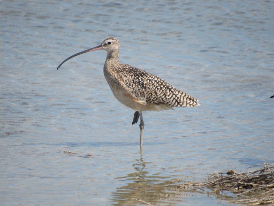 Long Billed Curlew