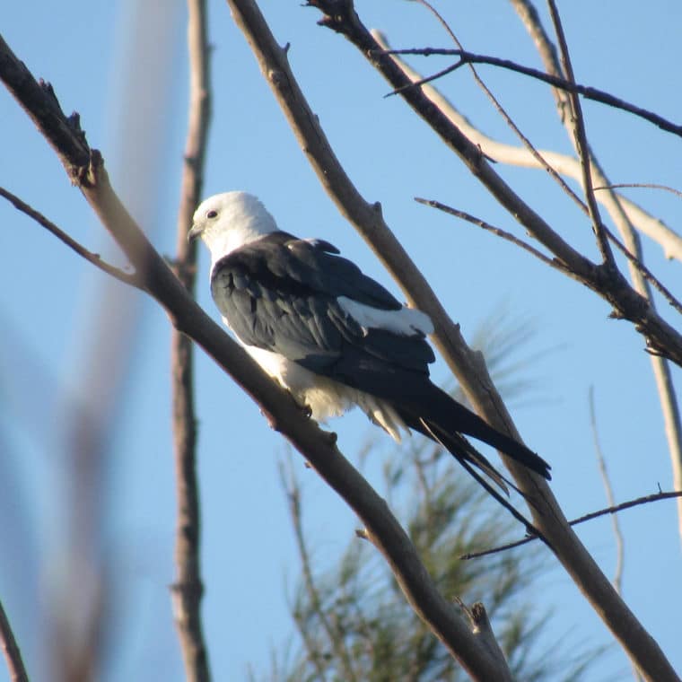 swallow-tailed kite on sanibel