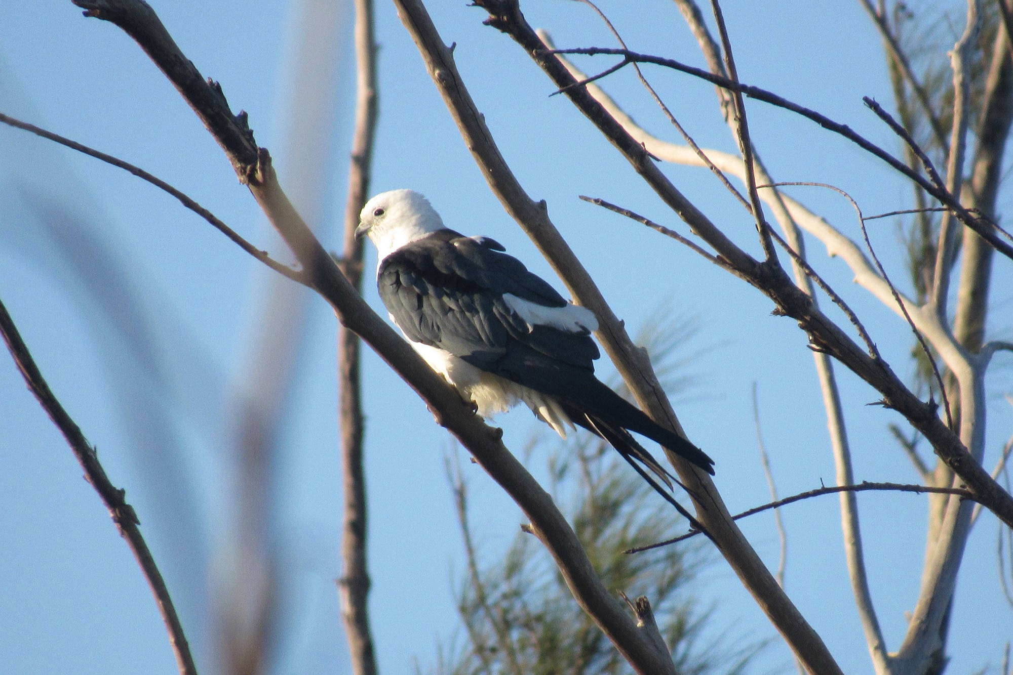 swallow-tailed kite on sanibel
