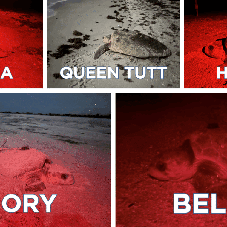 satellite tagged loggerheads on sanibel sccf