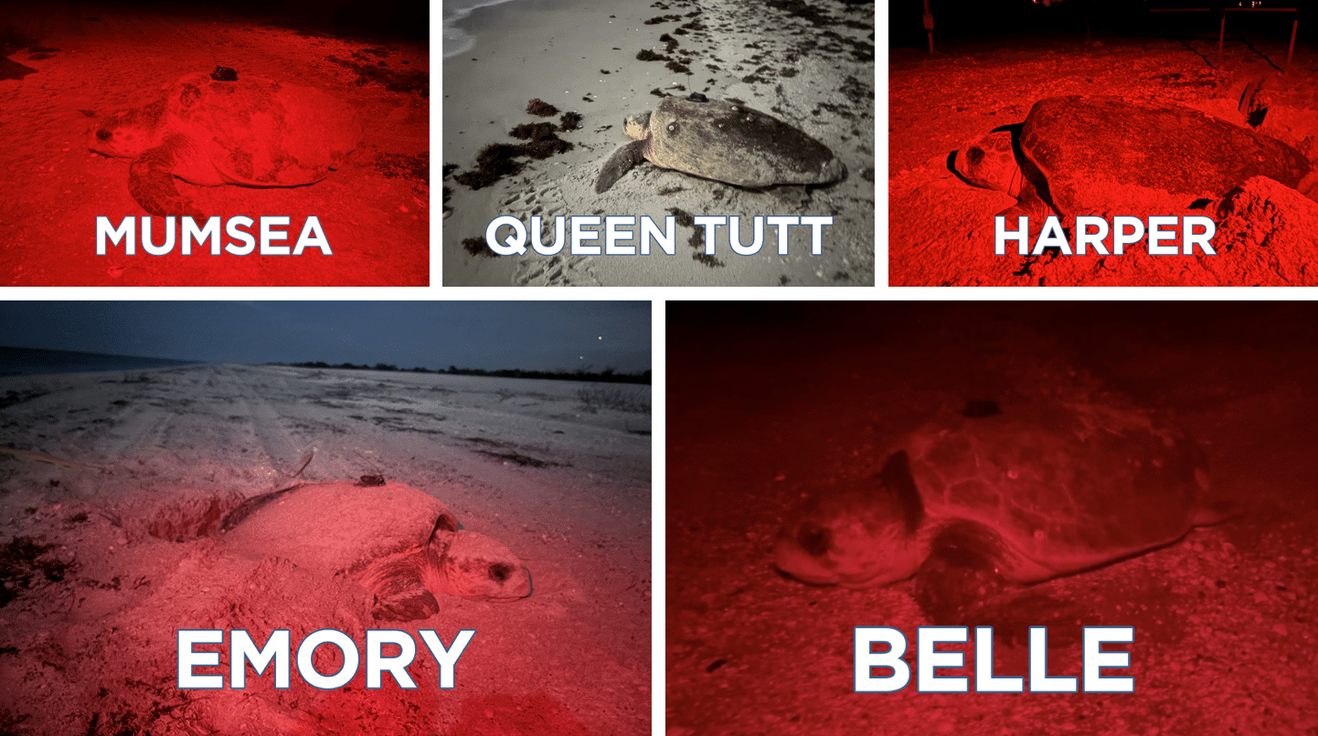 satellite tagged loggerheads on sanibel sccf