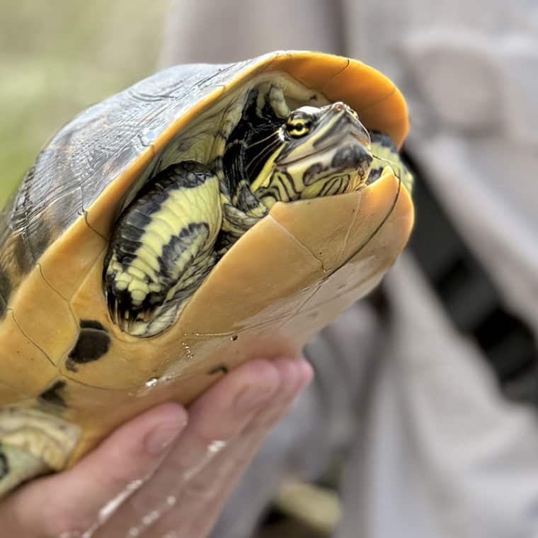 Florida chicken turtle on Sanibel