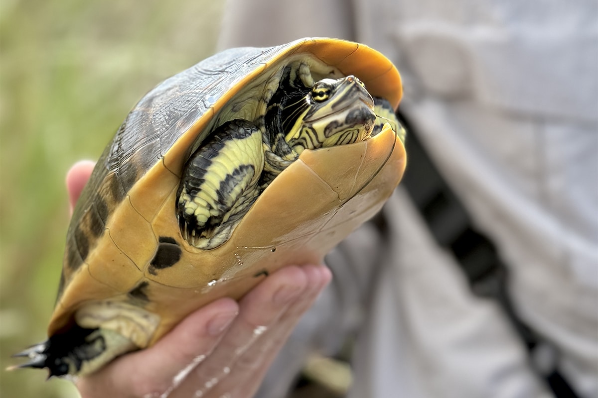 Florida chicken turtle on Sanibel
