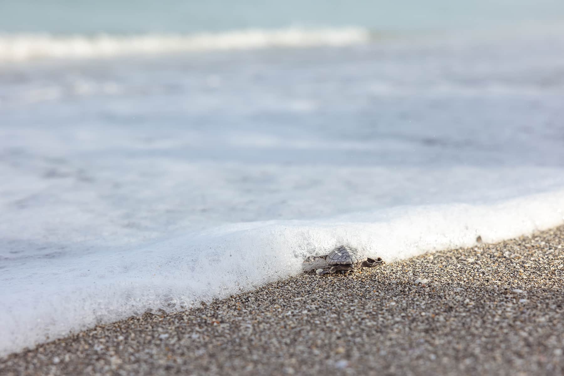 loggerhead hatchling headed to sea on Sanibel Island