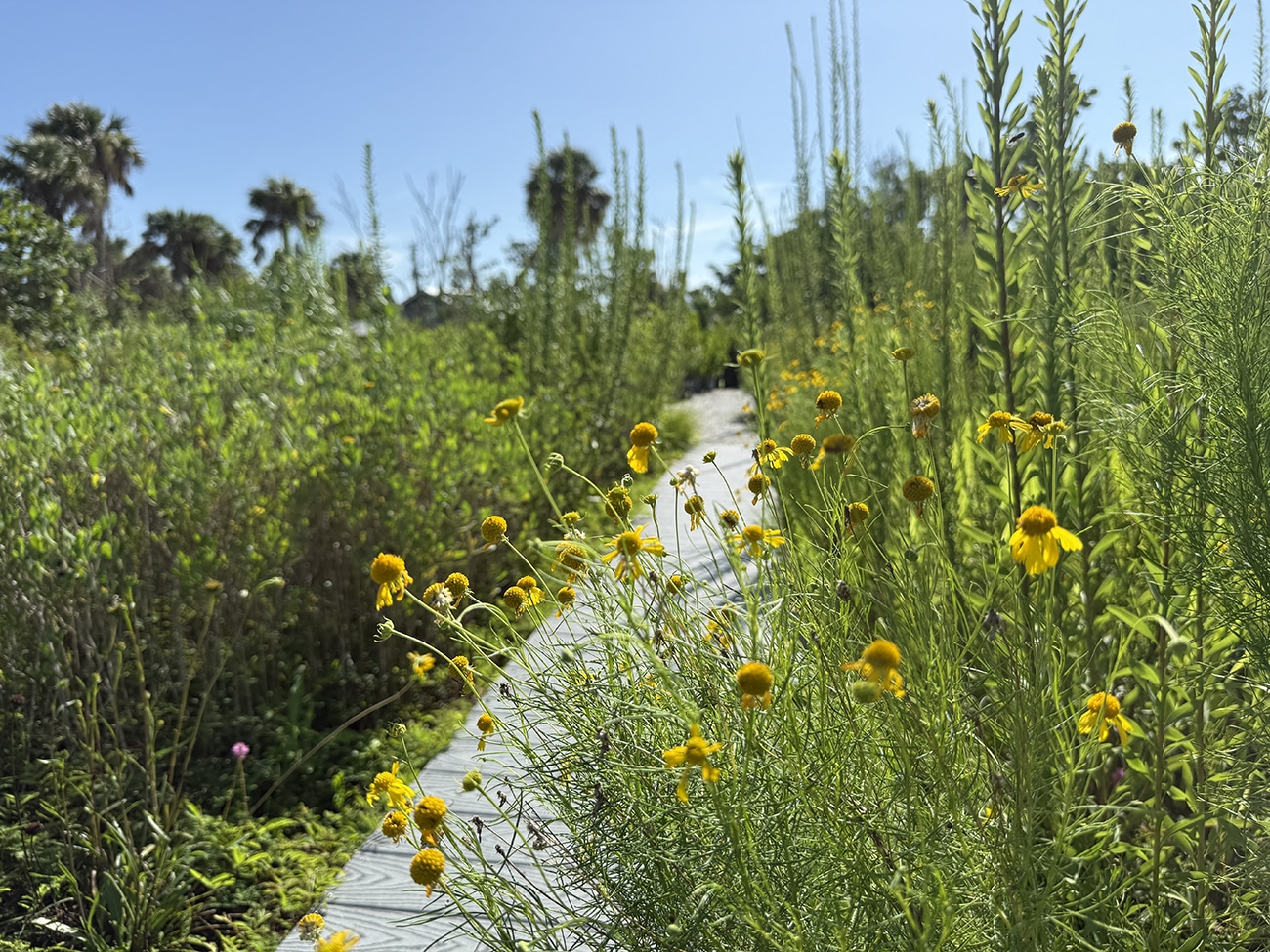 pollinator garden sccf native landscapes and garden center