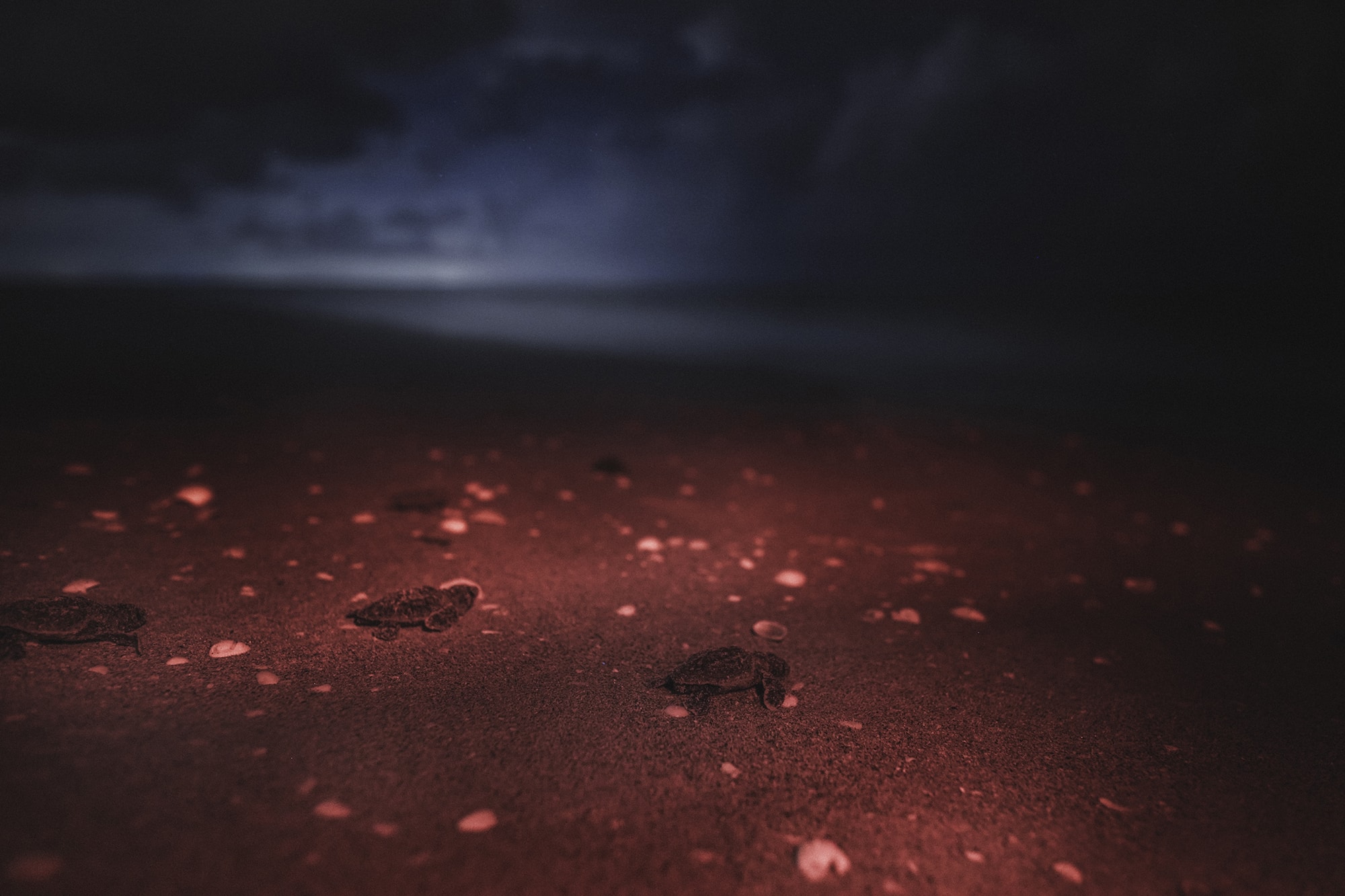 loggerhead hatchlings on the beach on sanibel at night