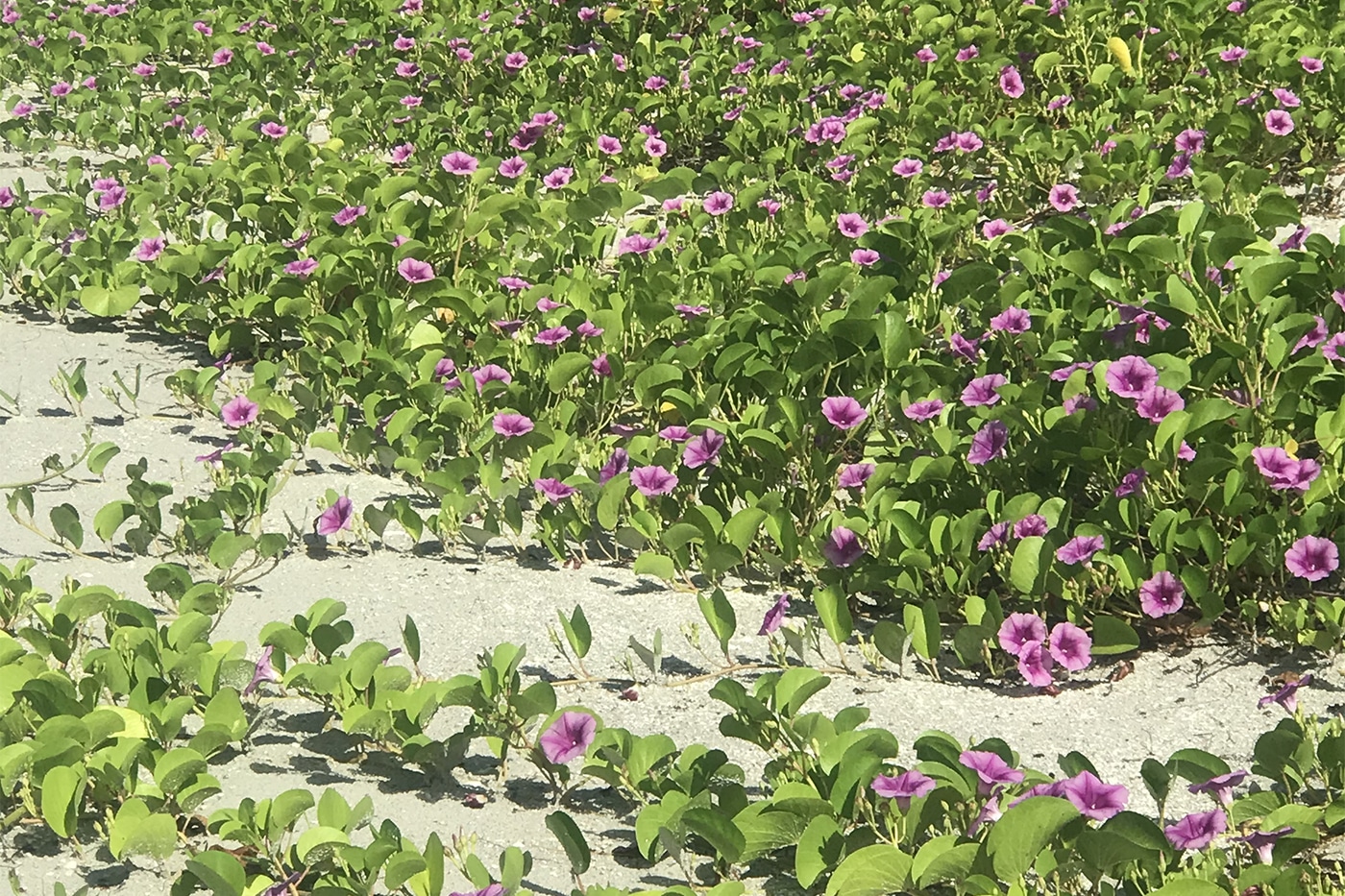 railroad vine on sanibel sccf