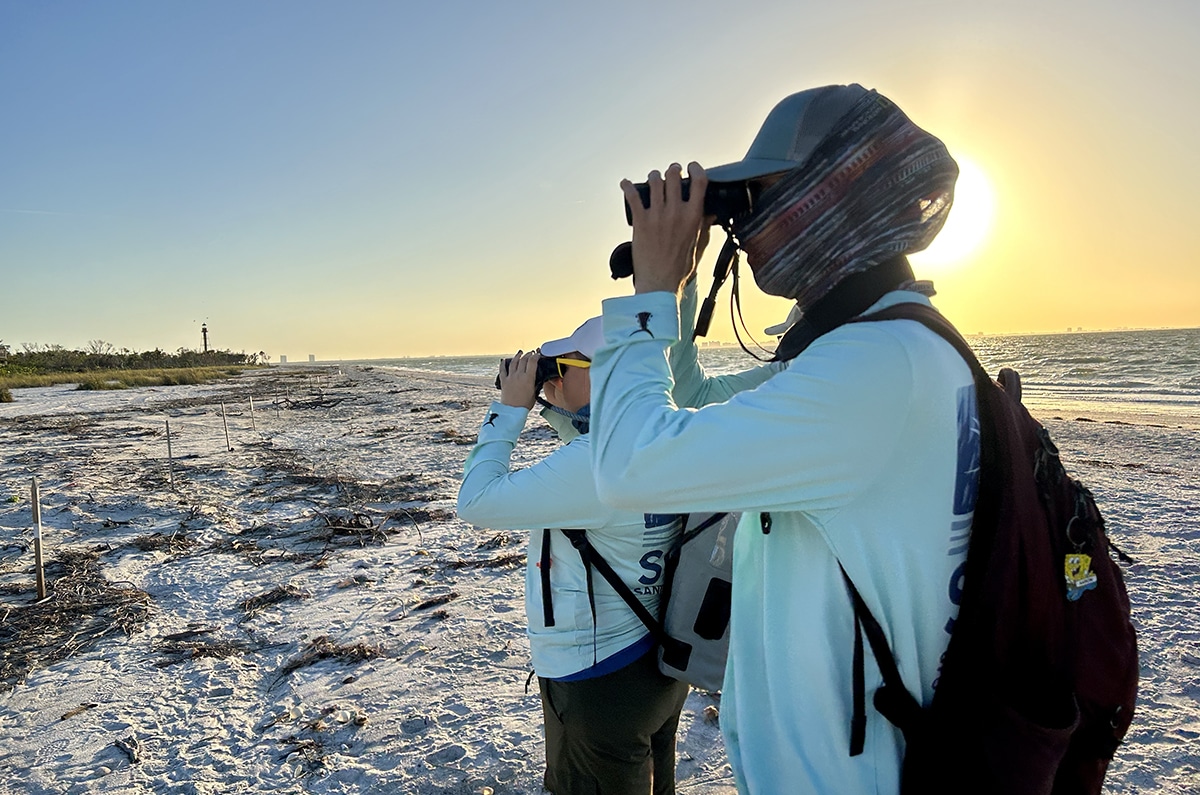 shorebird monitoring sccf sanibel captiva