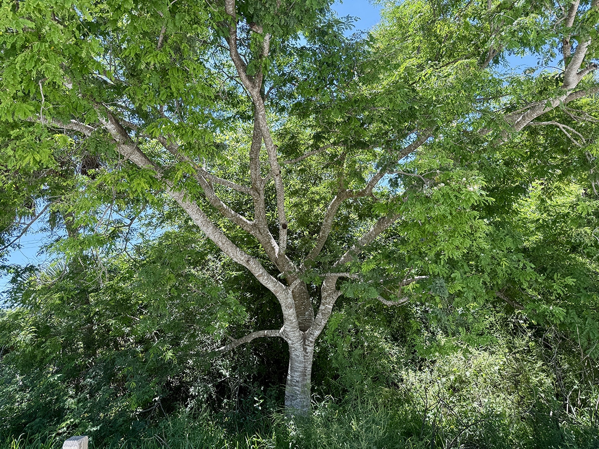 wild tamarind at sccf native landscapes & garden center