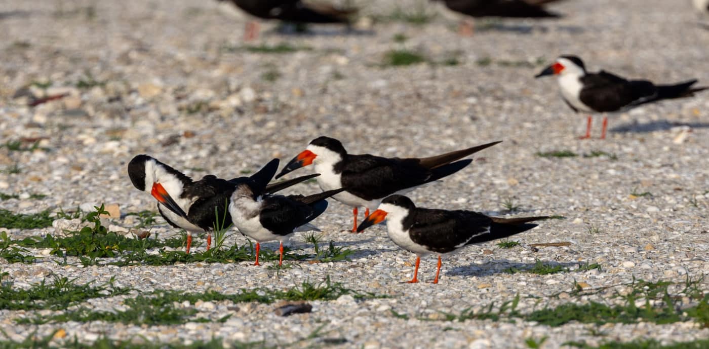 black skimmers on sanibel causeway in 2025
