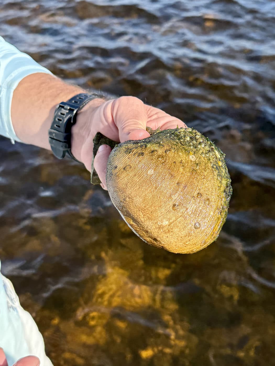 oyster spat on a piece of fossilized shell