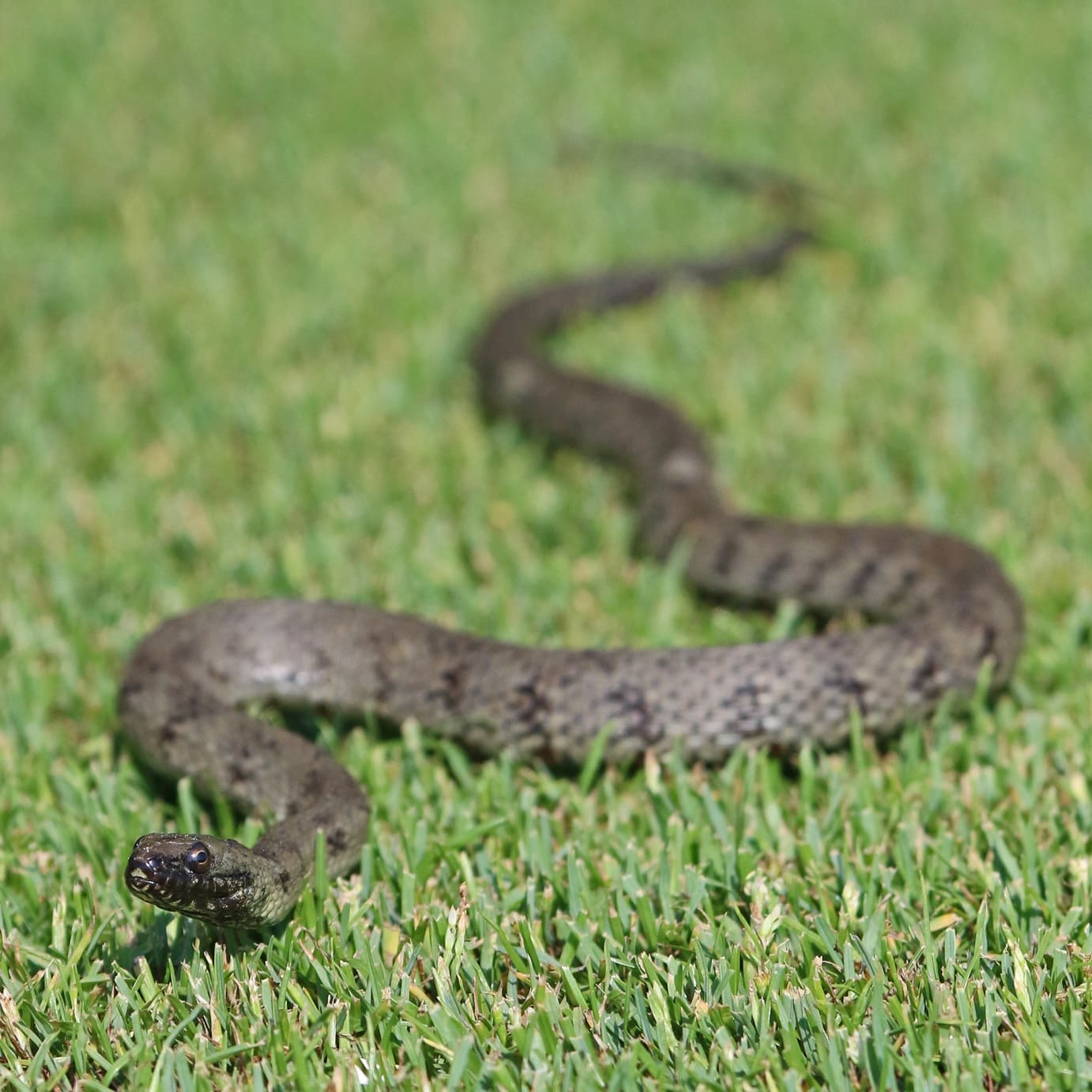 Snake For Sweet Shot July 2019