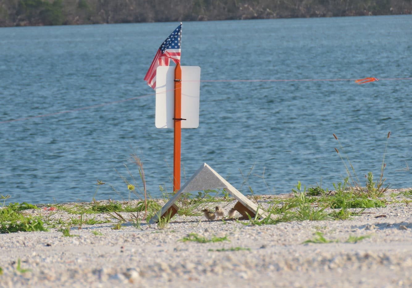 small least terns hiding under shade on sanibel causeway next to an American flag