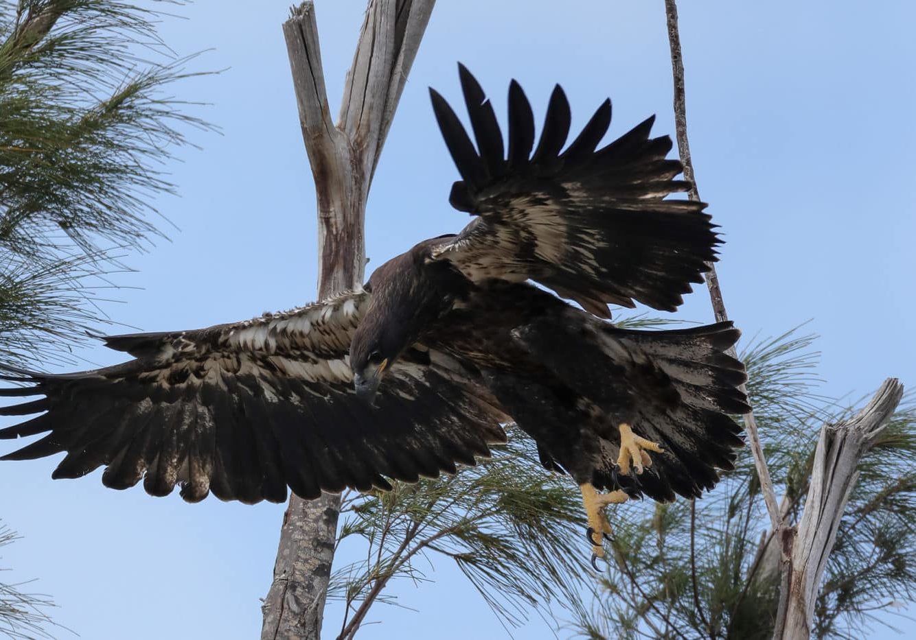 Photo by Cheri Hollis