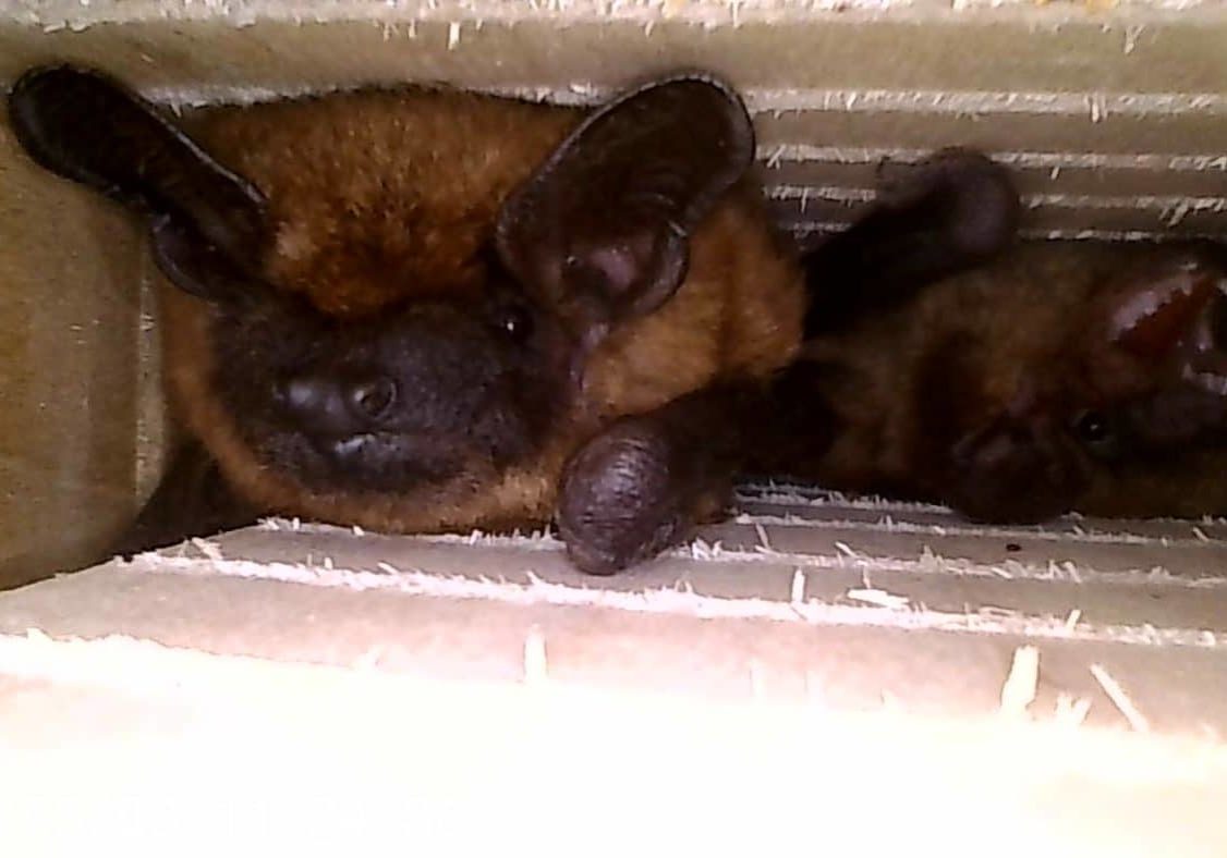 Bats Roosting BHP Spring 2025