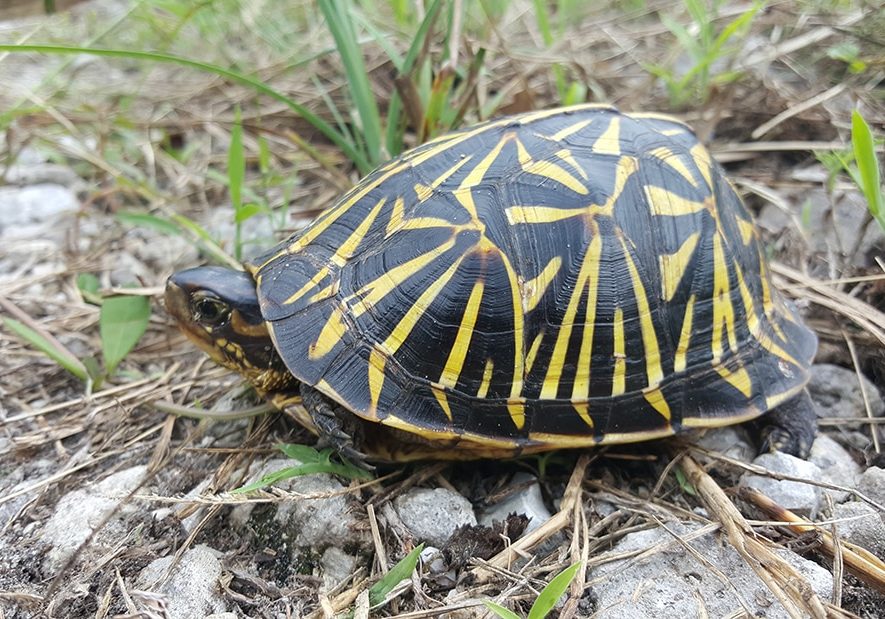 box turtle