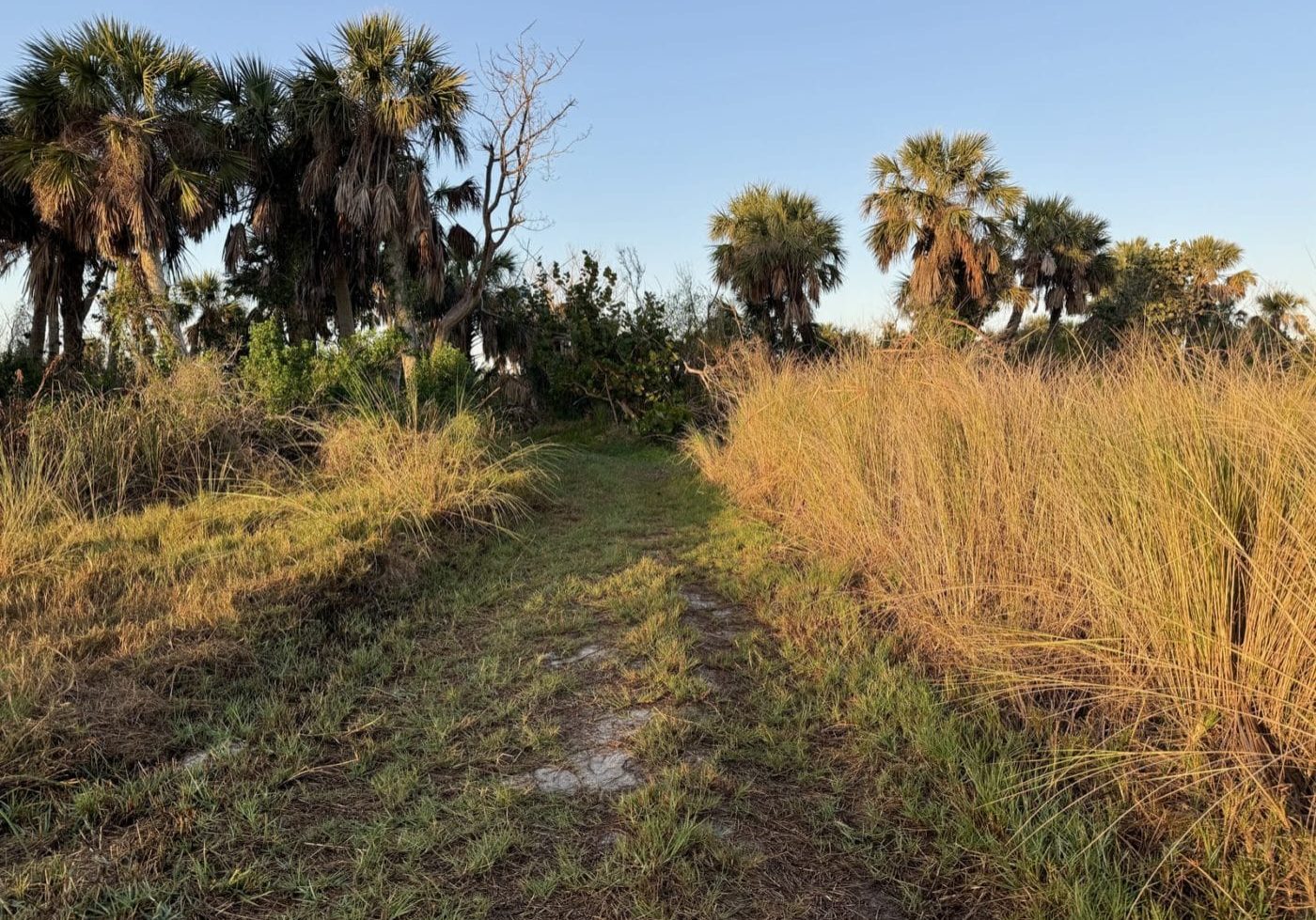 Brooks Spartina Morning Resize