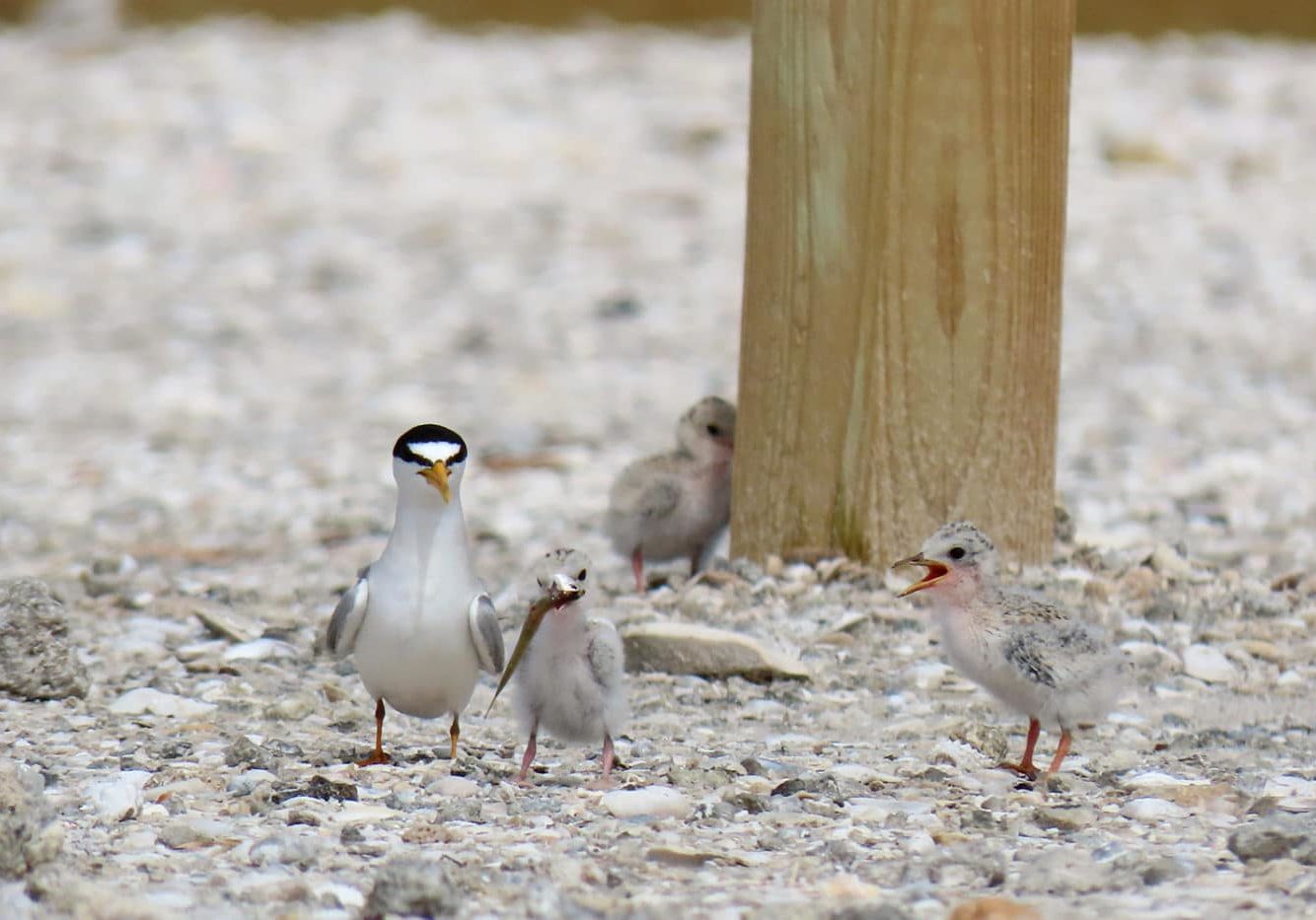 least tern adult with chicks
