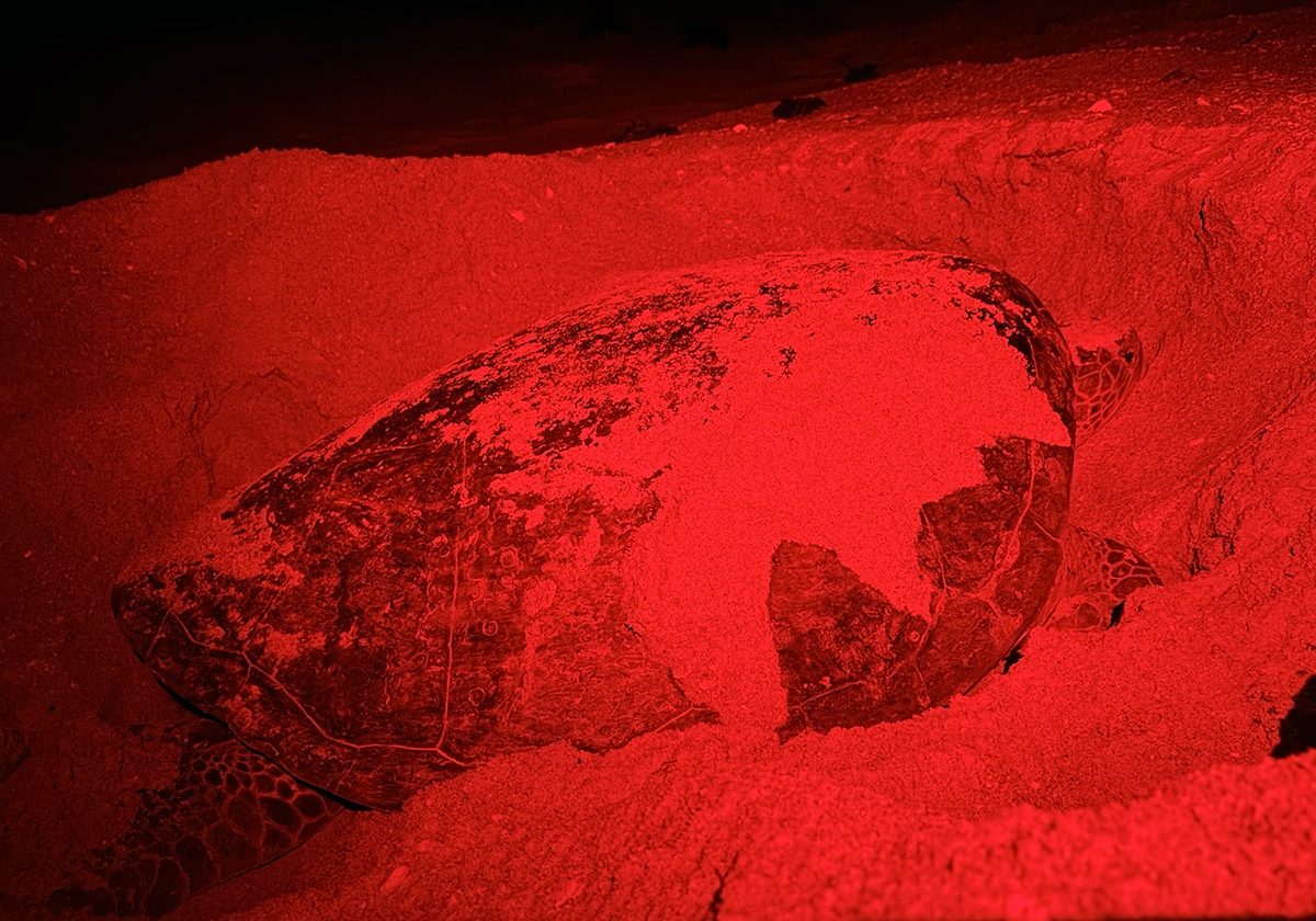 Dellora Green Sea Turtle