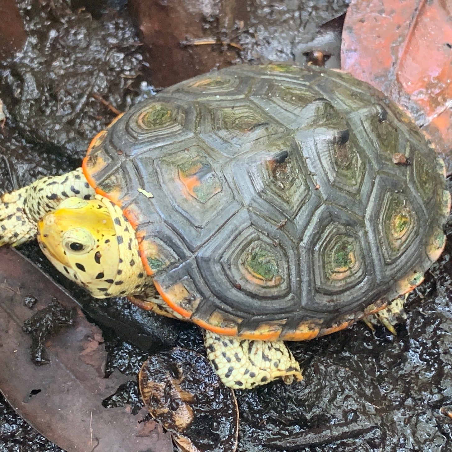 image of diamondback terrapin turtle