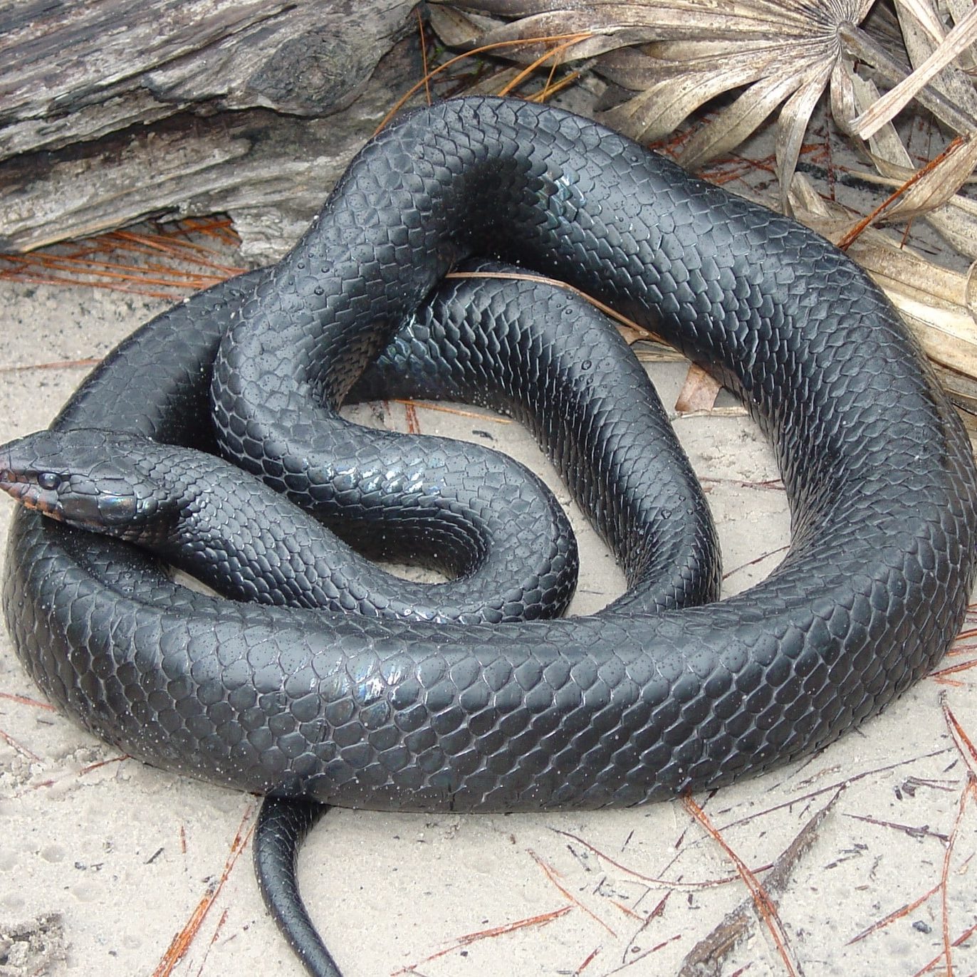 eastern indigo snake