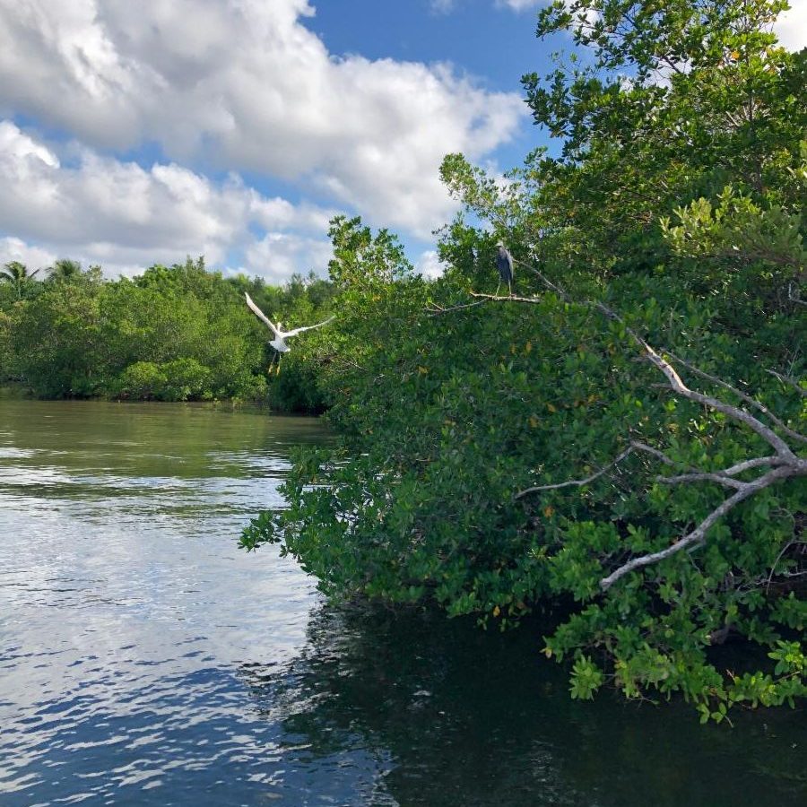 Bird flying over mangroves