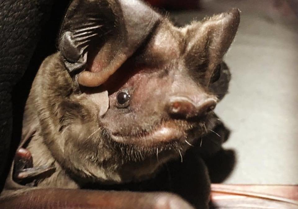 florida bonneted bat by shalana gray