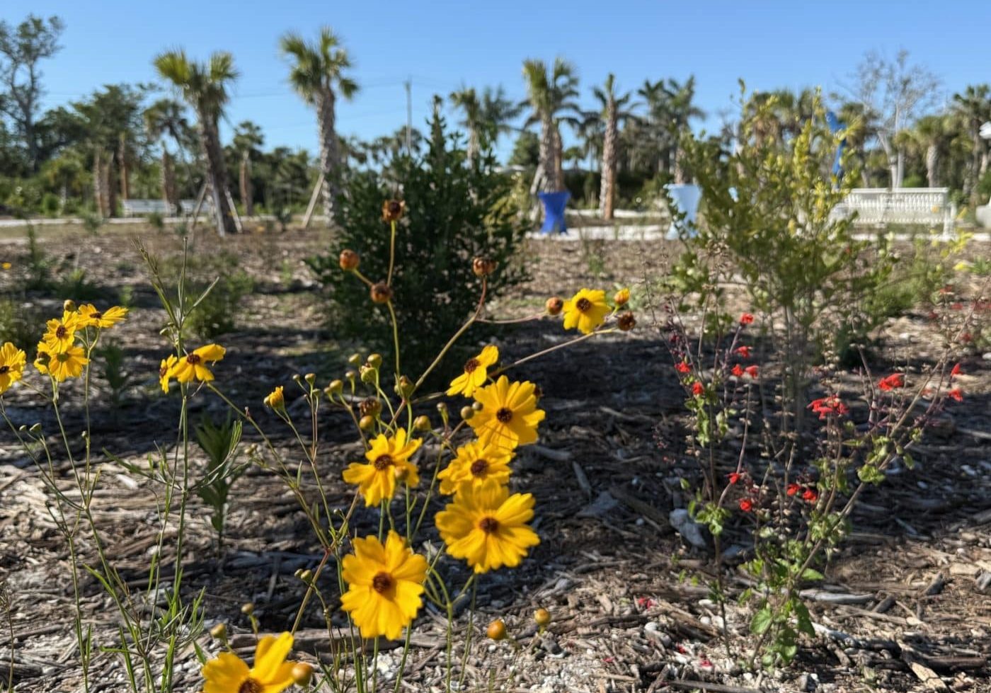 Flowers Puschel Opening Resize