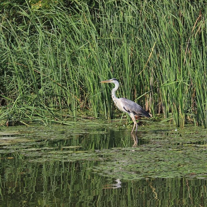 heron in everglades wetland