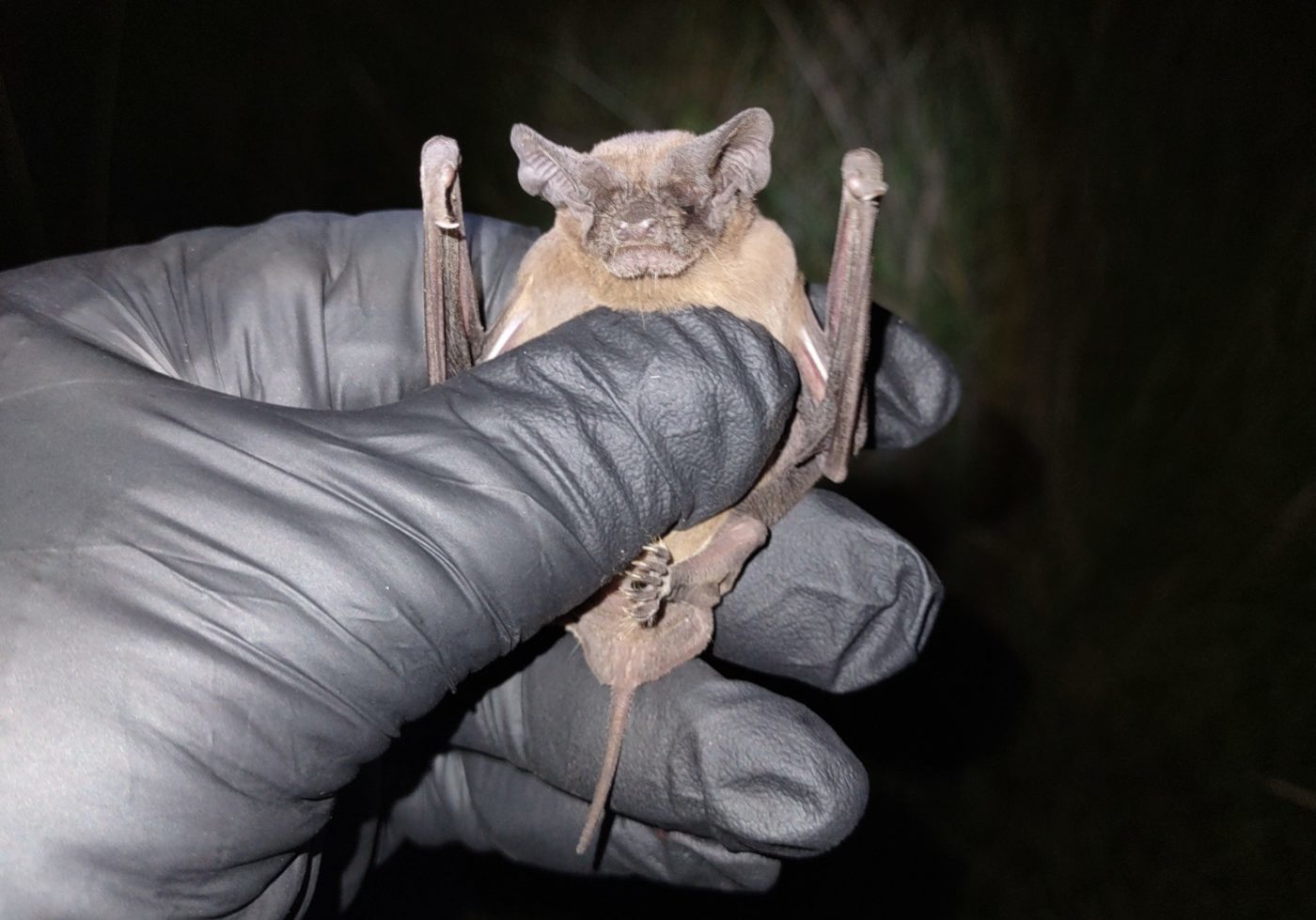 Free Tail Bat Cropped