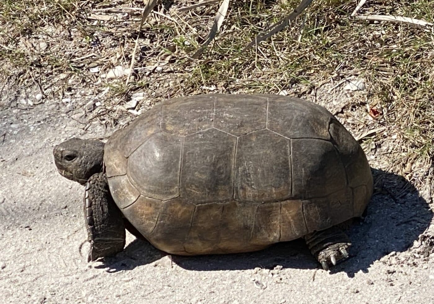 Gopher Tortoise