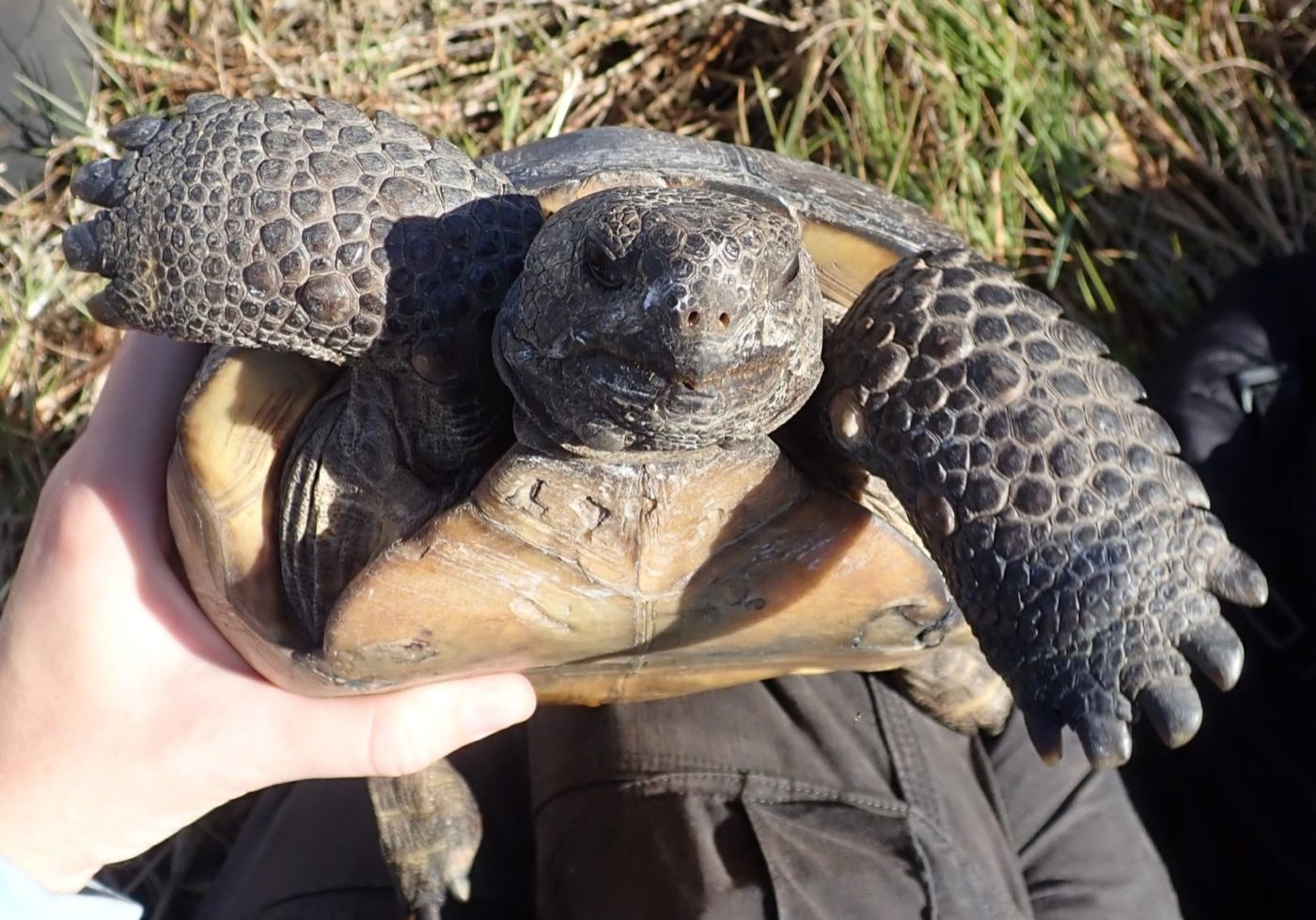 Gopher Tortoise Face