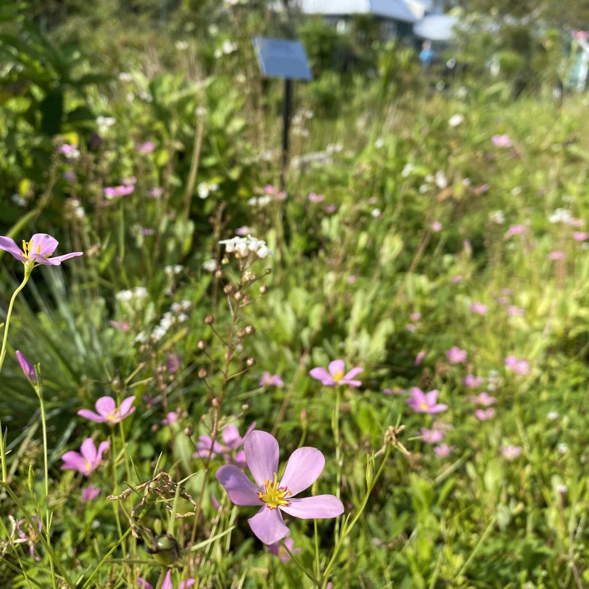 PINK FLOWERS