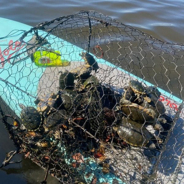 image of terrapins captured in a crab trap