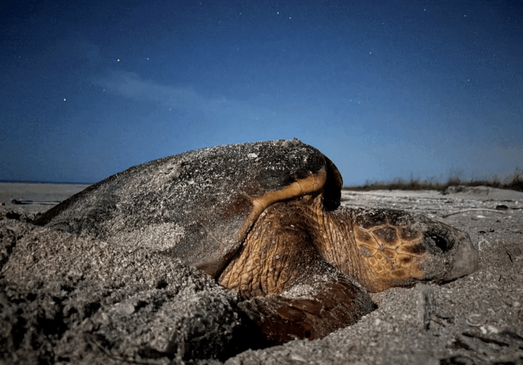 loggerhead nesting night time 2025 sanibel