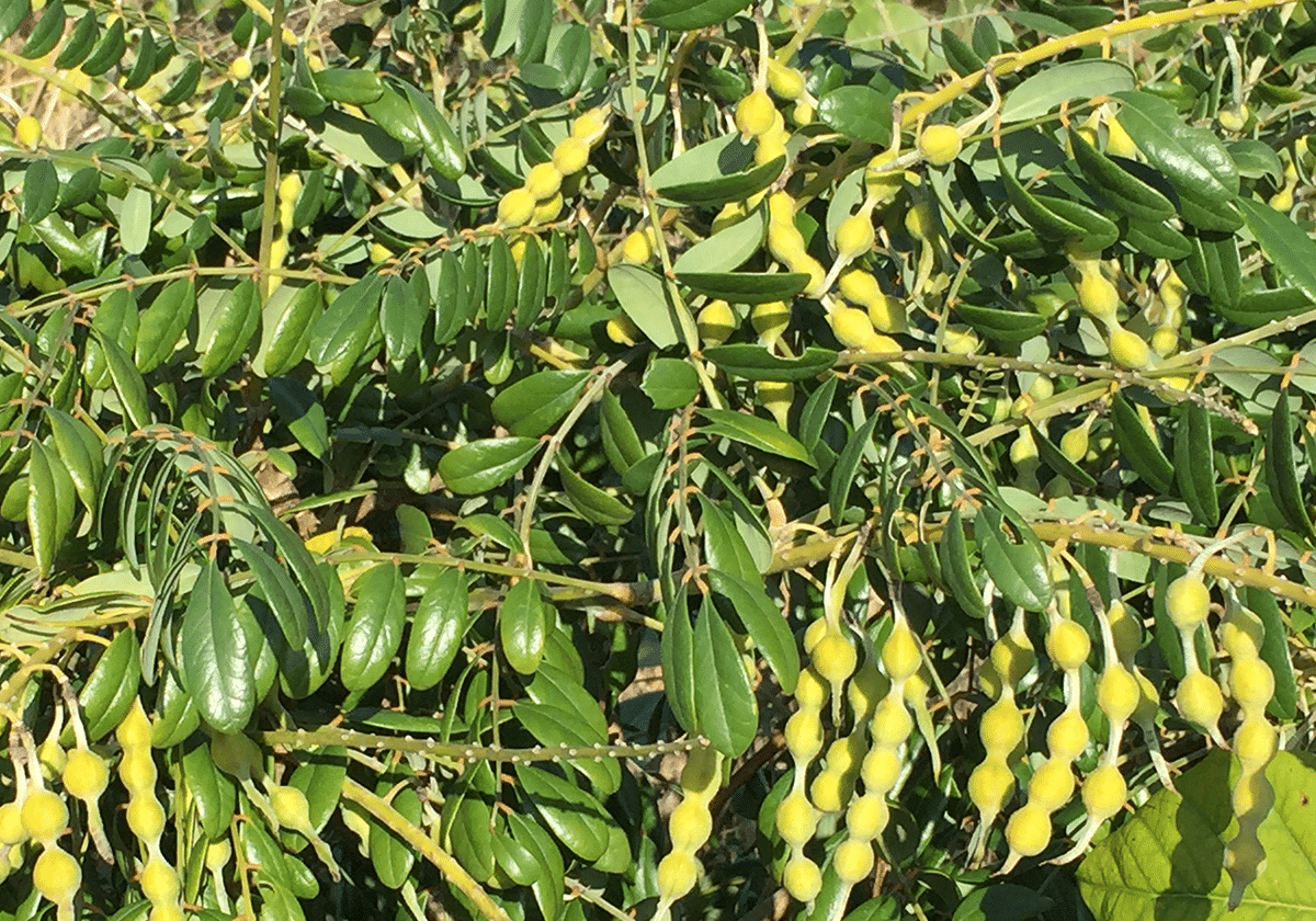 Necklacepod Native 1647