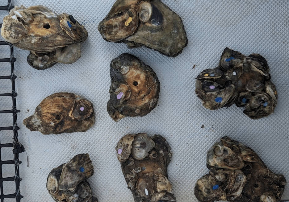 Oyster Growth