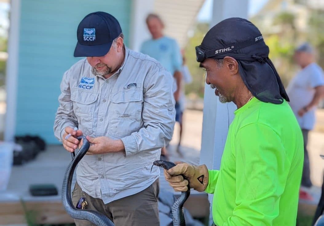 eastern indigo snake