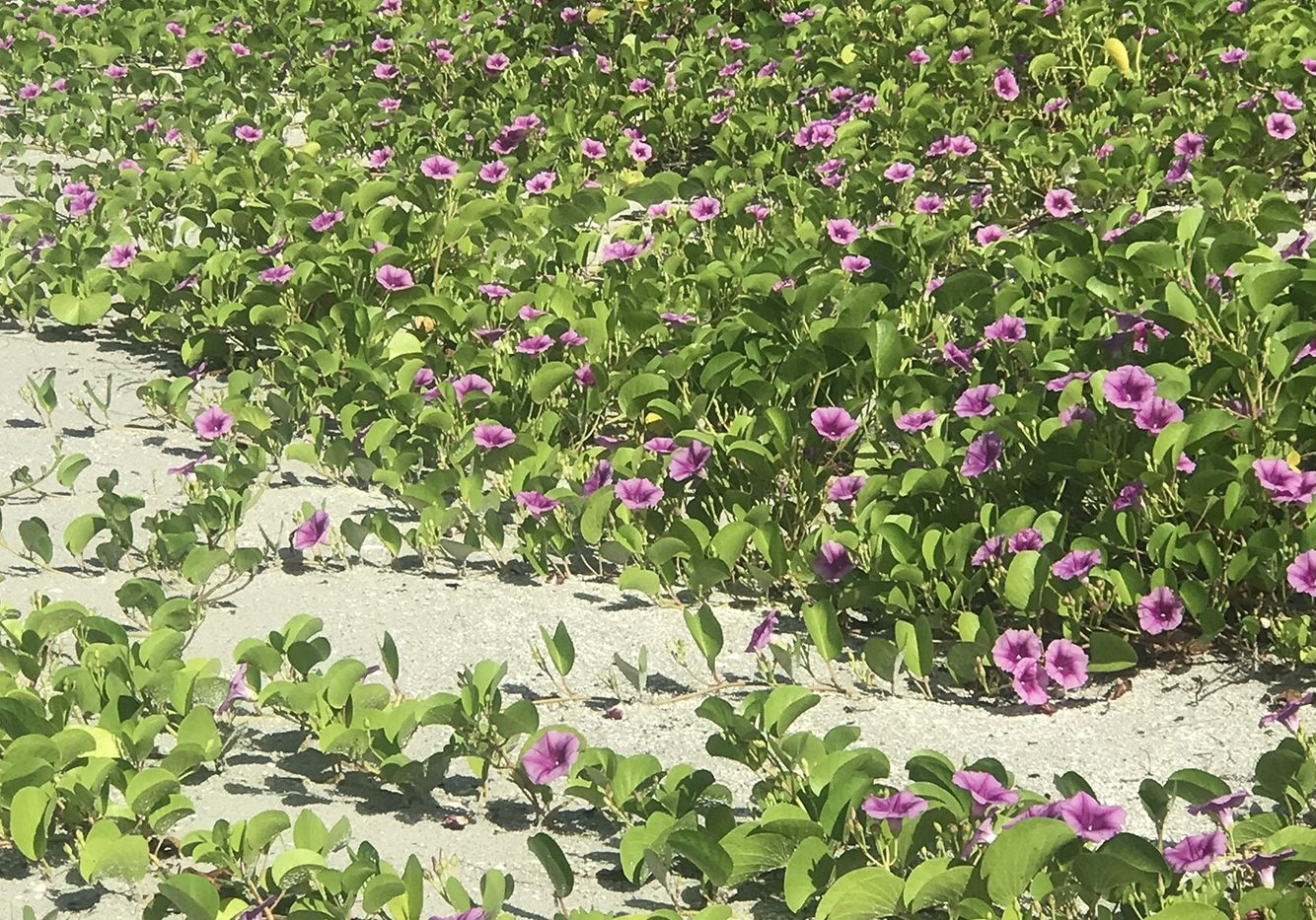 railroad vine on sanibel sccf