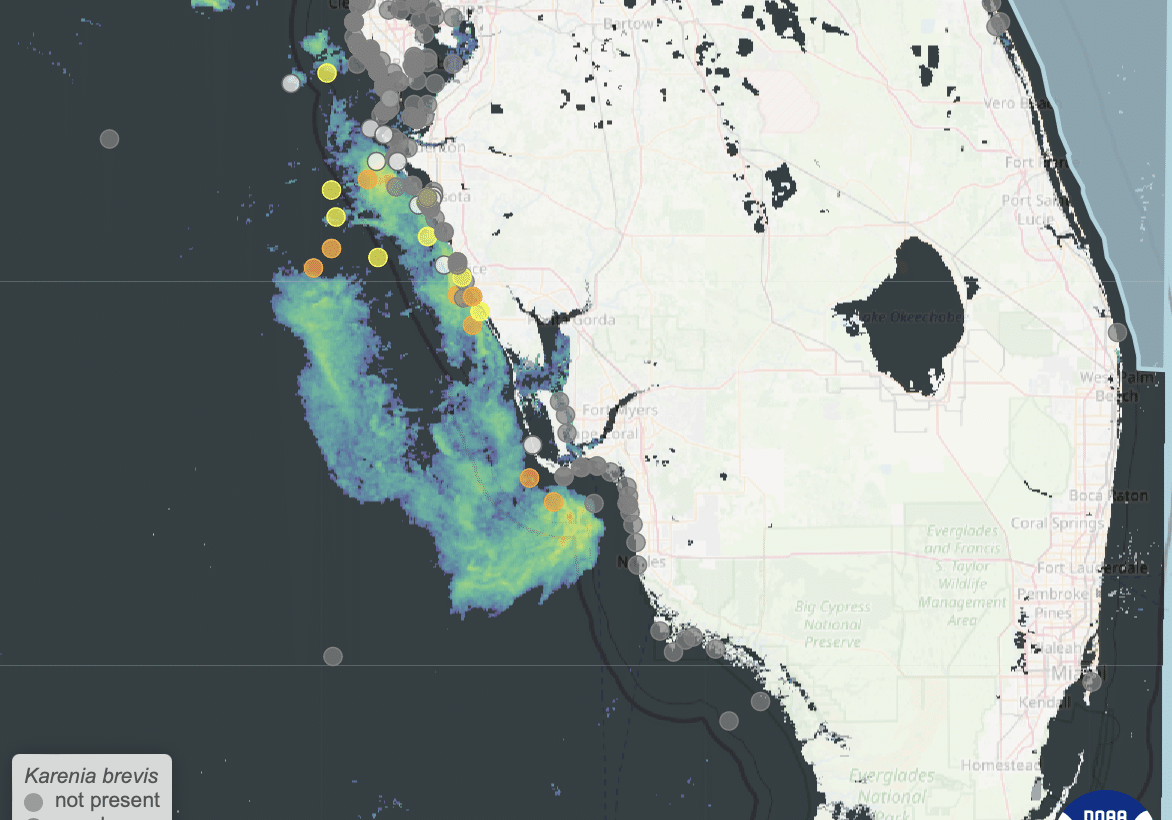 Red Tide Satellite Imagery 10.30.24