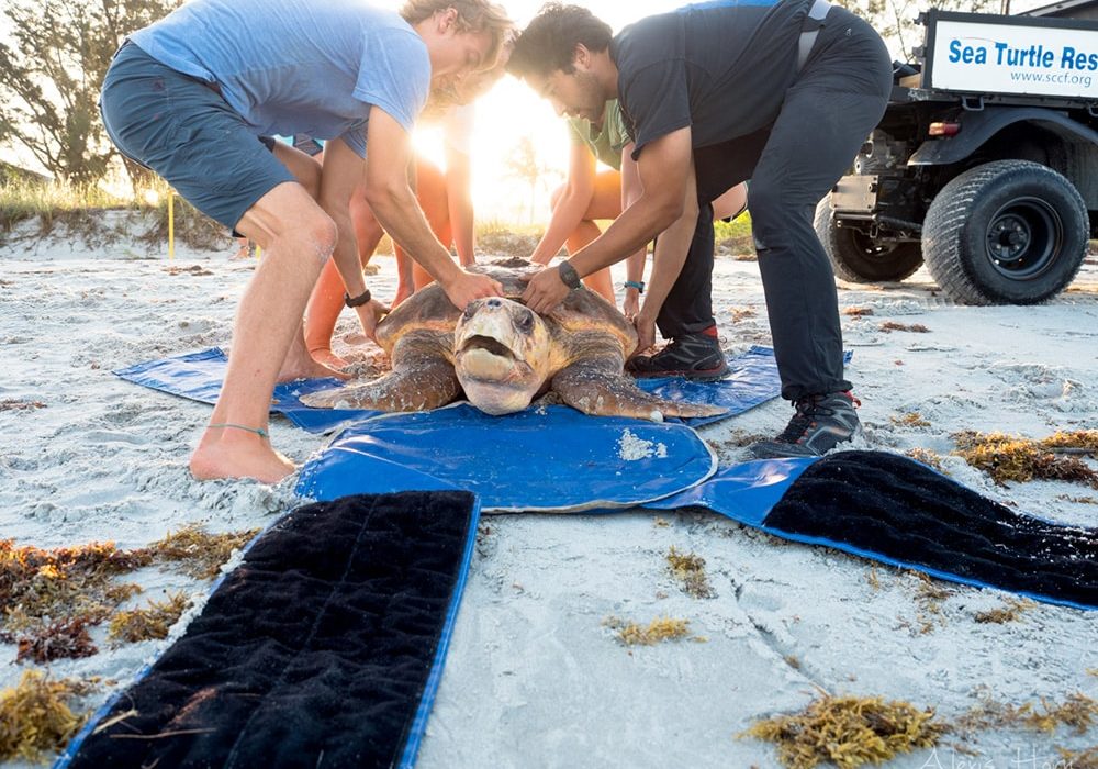 rescuing sea turtle during stranding from red tide