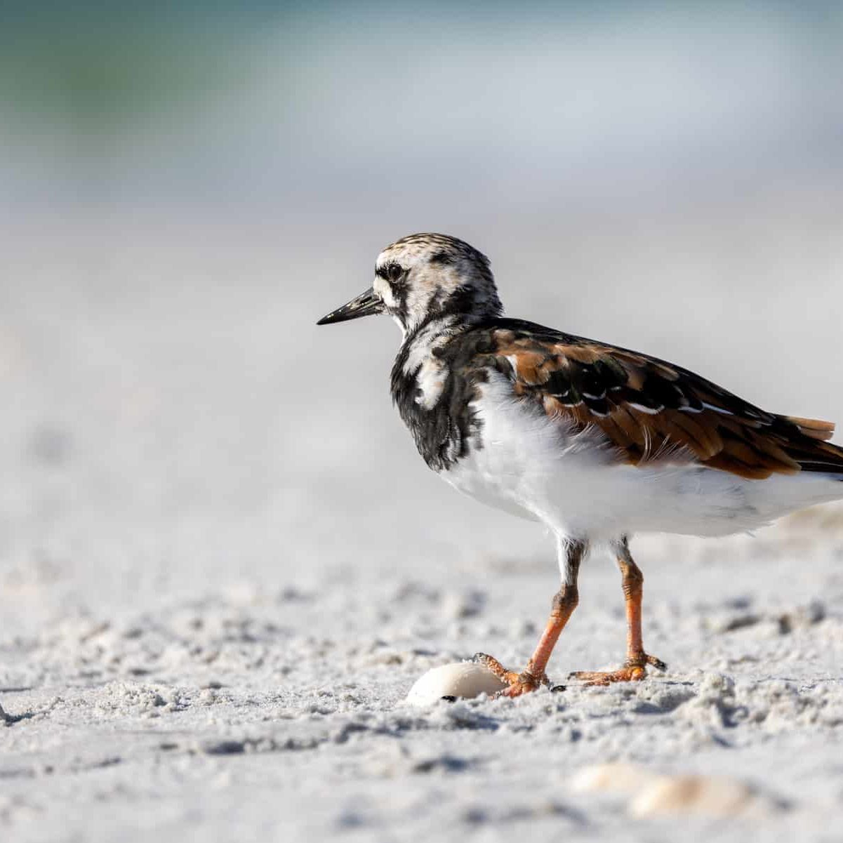 ruddy turnstone